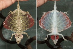 Draco formosus