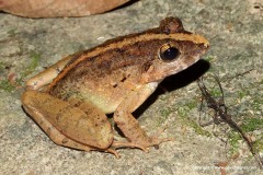 Fejervarya limnocharis