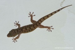 Gekko monarchus