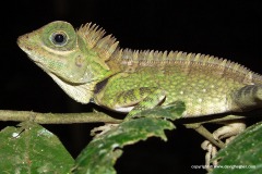 Gonocephalus liogaster
