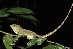 Gonocephalus liogaster