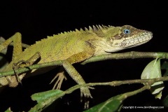 Malayodracon robinsonii