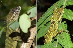 Malayodracon robinsonii