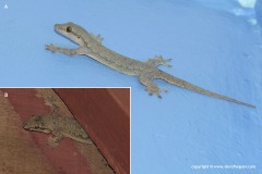 Hemidactylus platyurus