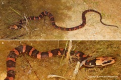 Homalopsis buccata