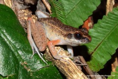 Hylarana banjarana
