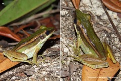 Hylarana erythraea