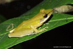 Hylarana labialis