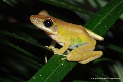 Hylarana sp.