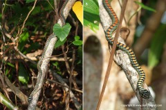 Chrysopelea paradisi