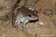 Limnonectes blythii