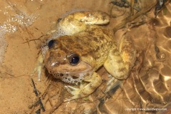 Limnonectes kuhlii