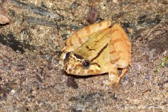 Limnonectes nitidus