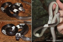 Lycodon subcinctus