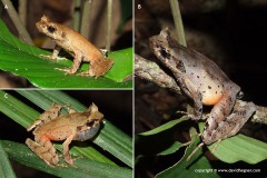 Megophrys longipes