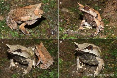 Megophrys nasuta
