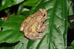 Metaphrynella pollicaris