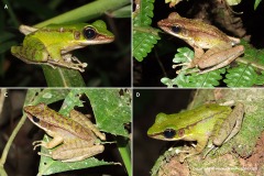 Odorrana hosii