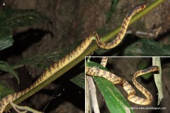 Asthenodipsas laevis