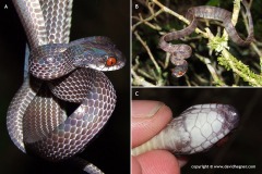 Asthenodipsas lasgalenensis