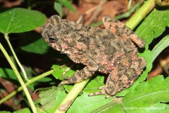 Phrynoidis asper