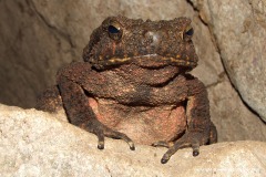 Phrynoidis asper