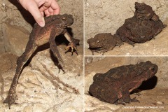 Phrynoidis asper