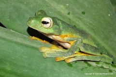 Rhacophorus nigropalmatus
