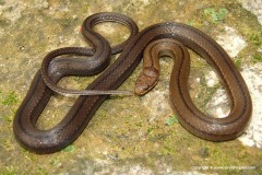 Sibynophis collaris