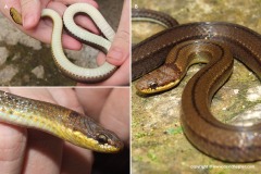 Sibynophis collaris