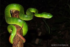 Trimeresurus fucatus