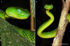 Trimeresurus fucatus
