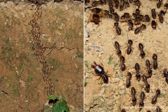 Isoptera sp.