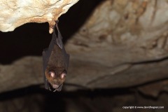 Microchiroptera sp.