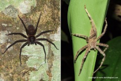 Sparassidae sp.