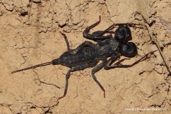 Amblypygi sp.