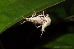 Curculionidae sp.