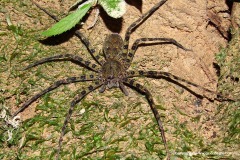 Sparassidae sp.