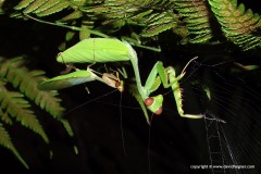 Mantodea sp.