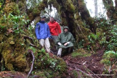 Mossy Forest
