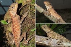 Acanthosaura sp.