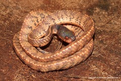 Asthenodipsas laevis
