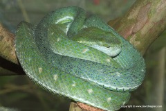 Trimeresurus hageni