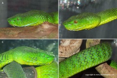 Trimeresurus nebularis