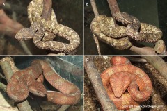 Trimeresurus wiroti