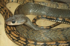 Ptyas carinata