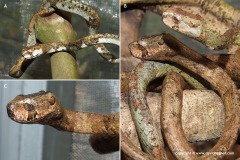 Aplopeltura boa