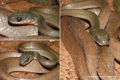 Boiga nigriceps