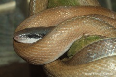 Orthriophis taeniurus ridleyi