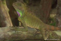 Gonocephalus bellii